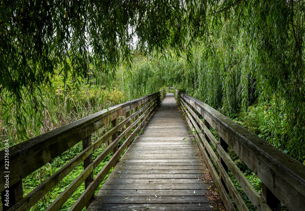 Peaceful wooden boardwalk in the woods, going under a weeping willow tree

