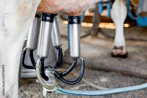 Cow milking facility and mechanized milking equipment. dairy farm