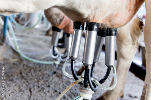 Cow milking facility and mechanized milking equipment. dairy farm