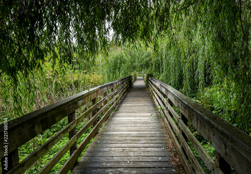 Peaceful wooden boardwalk in the woods  going under a weeping willow tree    
