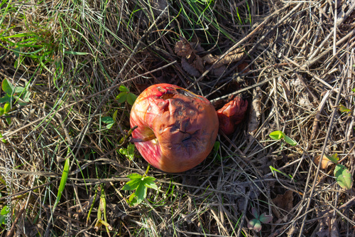 Bild auf Leinwand overripe colorful apple fruit
