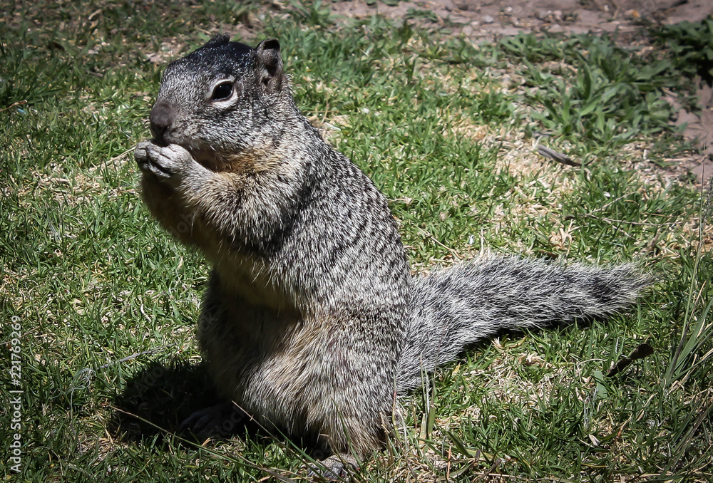 Fototapeta premium ardilla comiendo