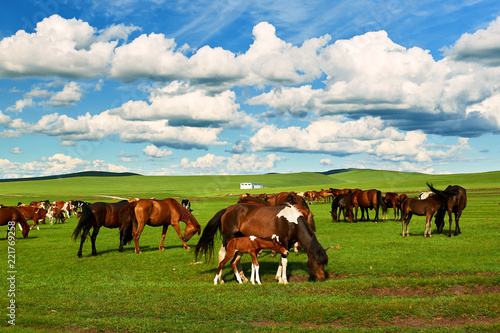 The herd horse on the Hulunbuir summer grassland.