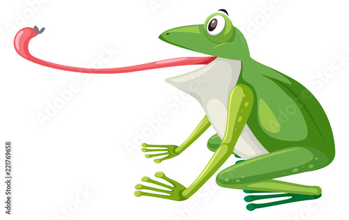 A green frog on white background