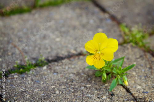 Small pansy peeking up from between paving stones; yellow flower growing through paving stones and bursting into bloom