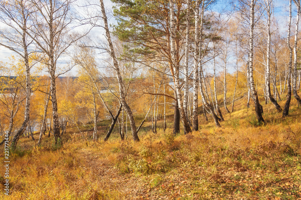 Fall Landscape: Birch Forest with Golden Foliage on River Bank at Sunny Day in September