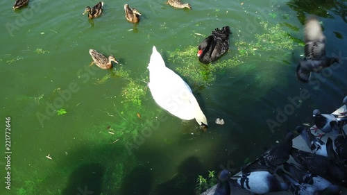 Ducks in a pond. Swans in a pond.	Slow motion.	