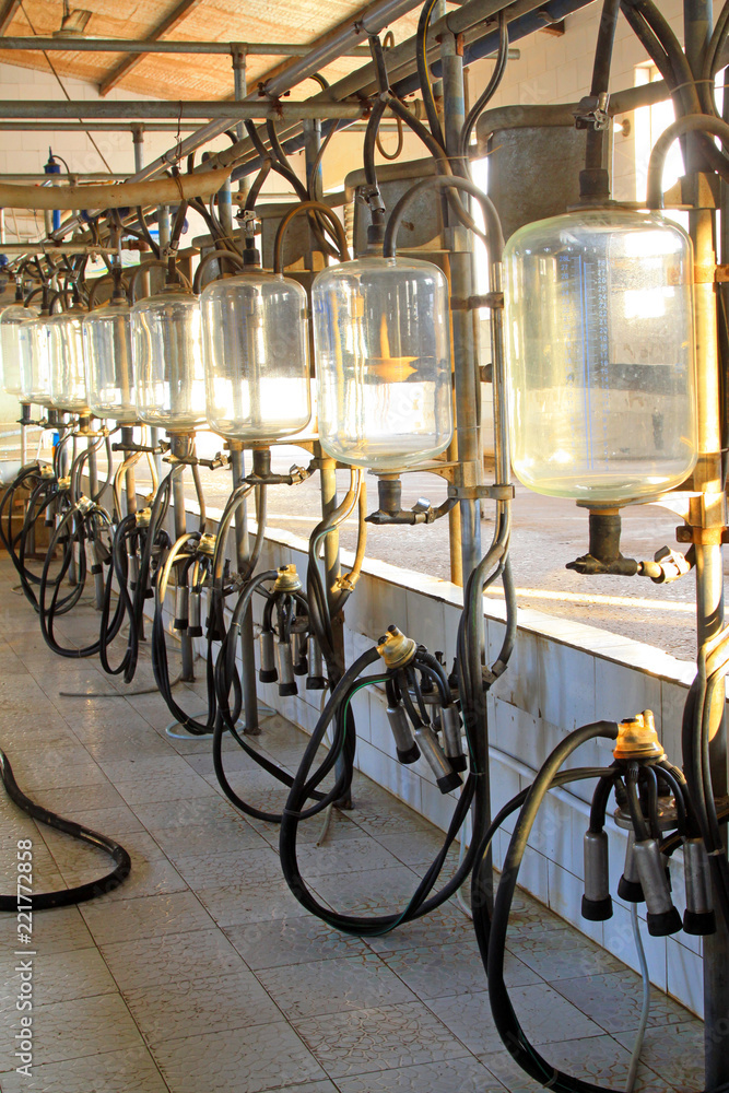glass milk storage tank in a milking workshop