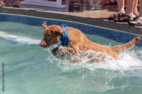 Chesapeake Bay Retriever Intensely Dives Into Pool