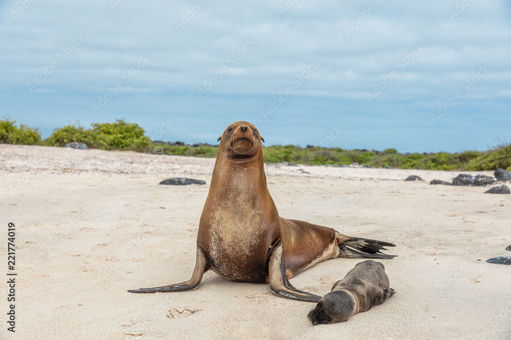 Fototapeta premium Wyspy Galapagos Dzika przyroda Samica lwa morskiego mama z małym dzieckiem śpiącym na rejsie po wyspie Espanola. Fauna zwierząt morskich.