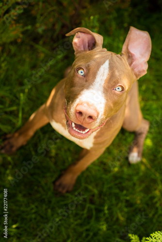 Young pitbull Staffordshire Bull Terrier in garden sits and looking up towards camera portrait background