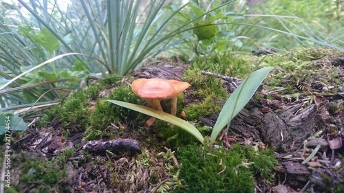 Mushrooms in a Forest