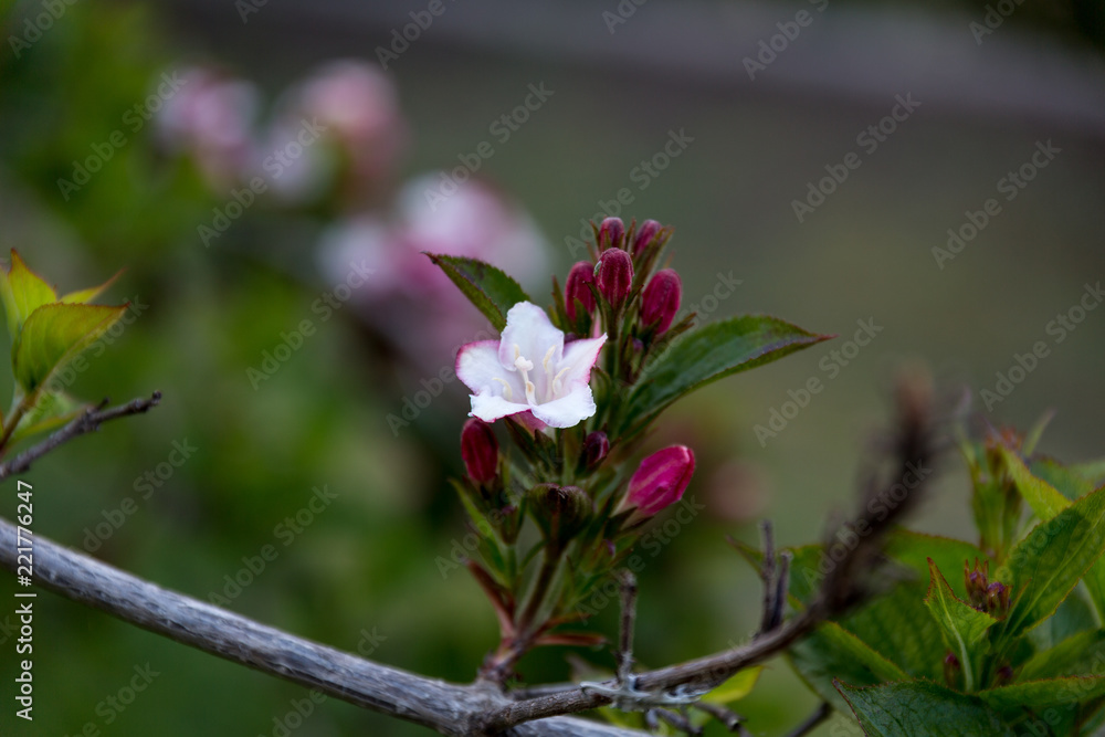 Flower Flower
