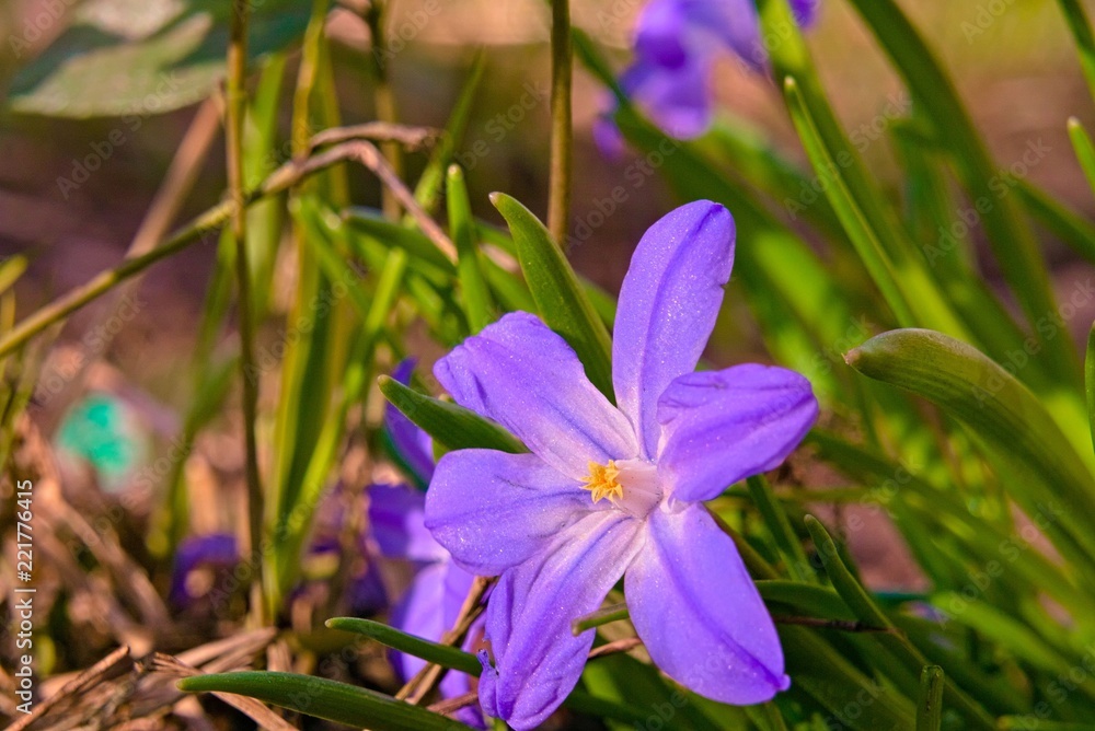 The opened flower of Chionodoxa.