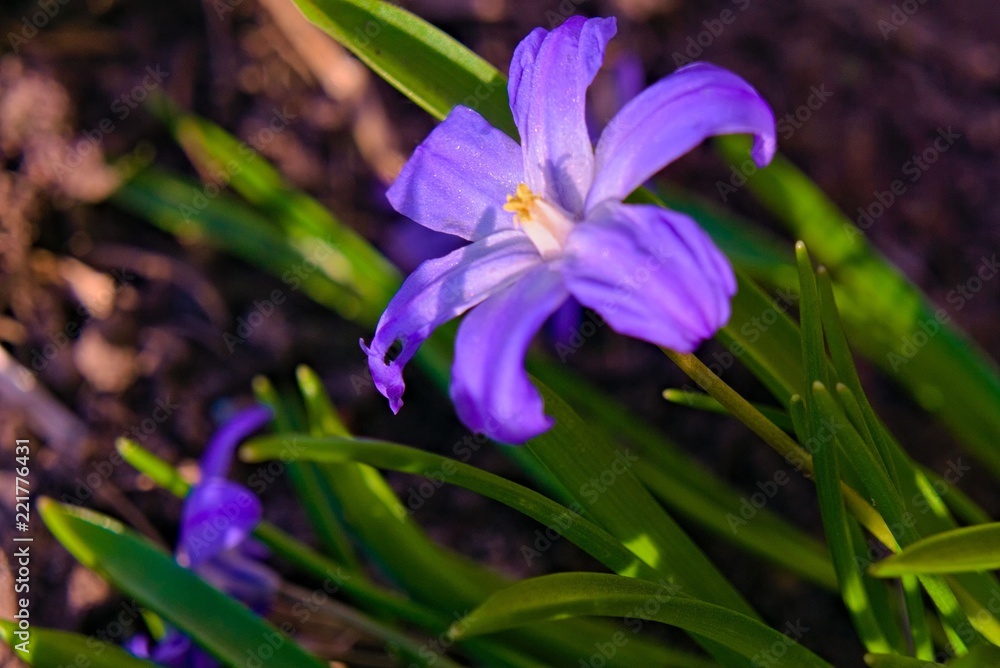 The opened flower of Chionodoxa. The opened flower of Chionodoxa.