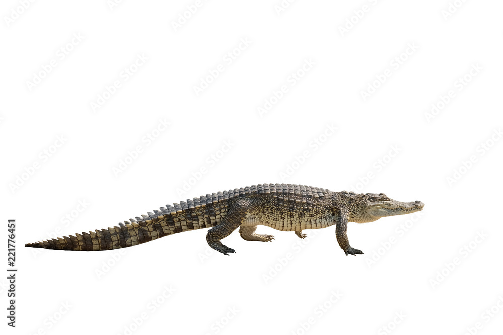 Thailand Baby Crocodile looking Isolated on White Background Thailand Baby Crocodile looking Isolated on White Background