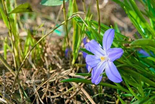 The opened flower of Chionodoxa.