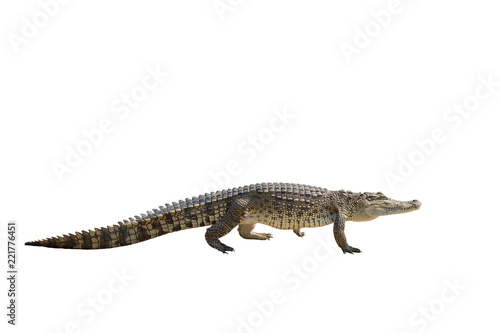 Thailand Baby Crocodile looking Isolated on White Background © subinpumsom