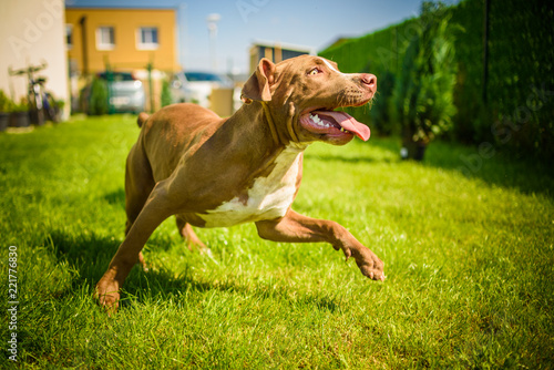 Young Staffordshire having fun running in a garden on a green grass