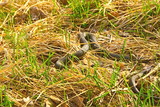 The snake crawls on the grass in early spring.
