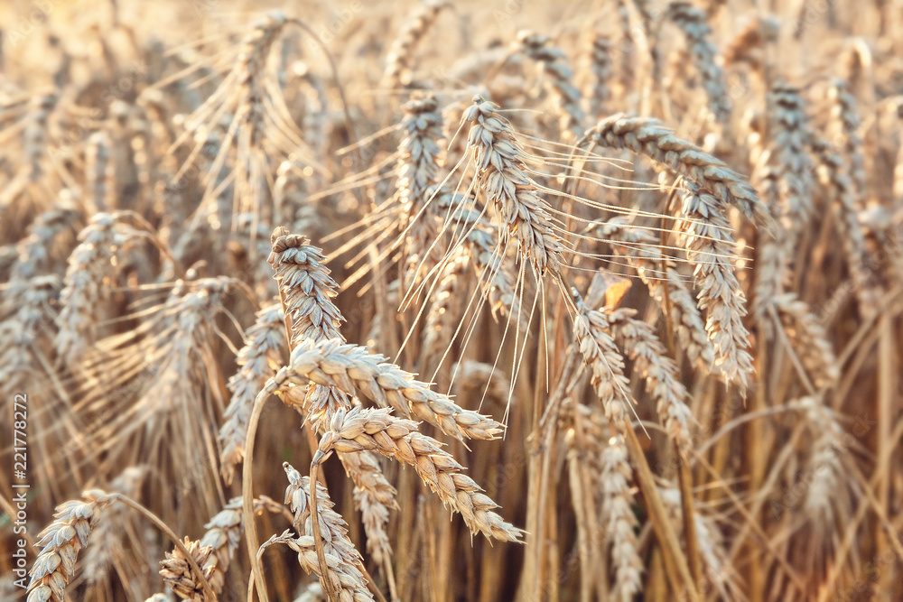 Field of wheat in the sunset, selective focus, agricultural background Field of wheat in the sunset, selective focus, agricultural background