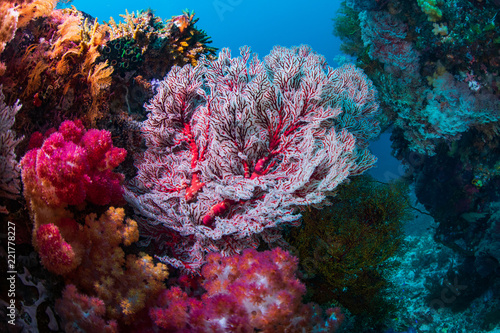 underwater reefs