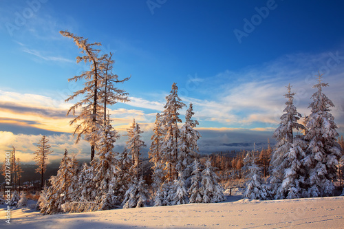 Larch and fir trees covered with snow at sunrise on the slope in Tatranska Lomnica, popular travel destination and ski resort in Slovakia © e_polischuk