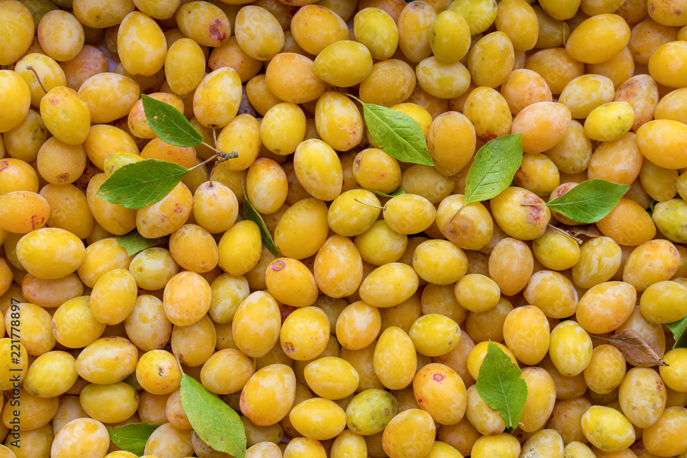 bunch of ripped yellow plums bunch of ripped yellow plums