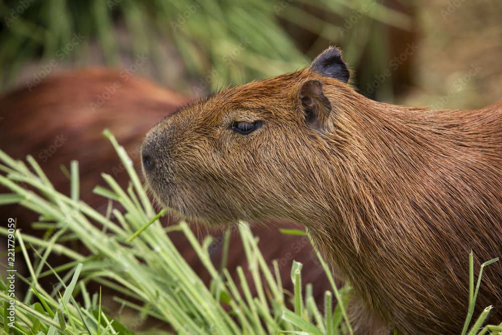 The capybara is a mammal native to South America. It is the largest living rodent in the world. The capybara is a mammal native to South America. It is the largest living rodent in the world.