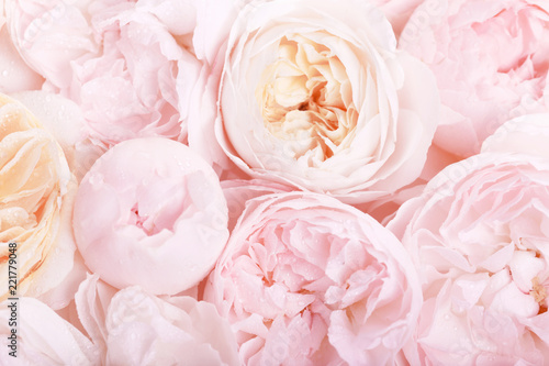 Fototapeta Naklejka Na Ścianę i Meble -  Unfocused blur pink English rose petals, abstract romance background, pastel and soft flower card