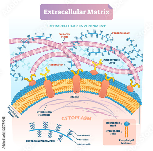 Extracellular matrix labeled infographic vector illustration scheme.