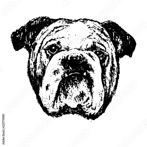 bulldog