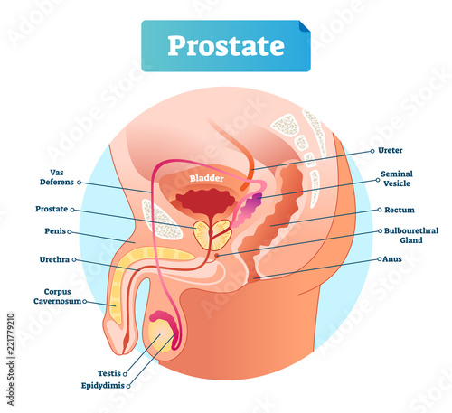 Prostate labeled vector illustration. Educational male anatomy scheme.