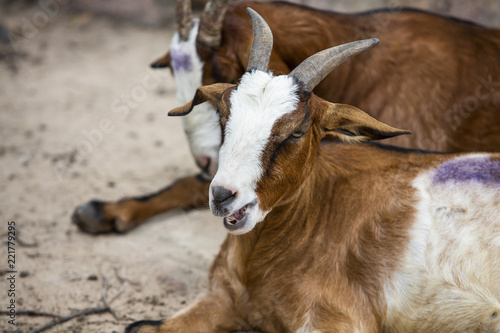 close up portrait white and Brown goats with eating grass. © patarapong