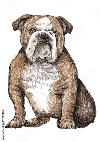 bulldog