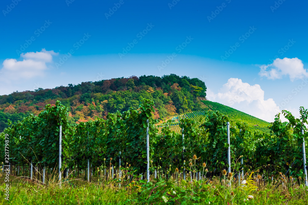 Obraz premium Blick auf den Weinberg