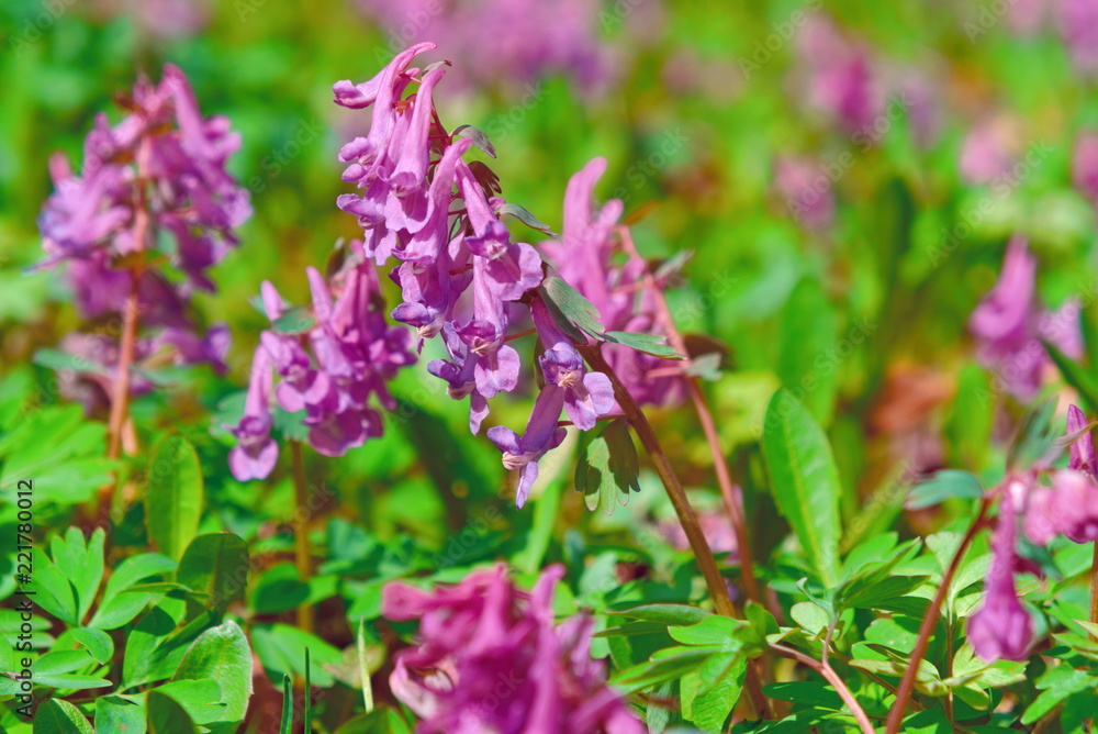Obraz premium Corydalis flower close-up.
