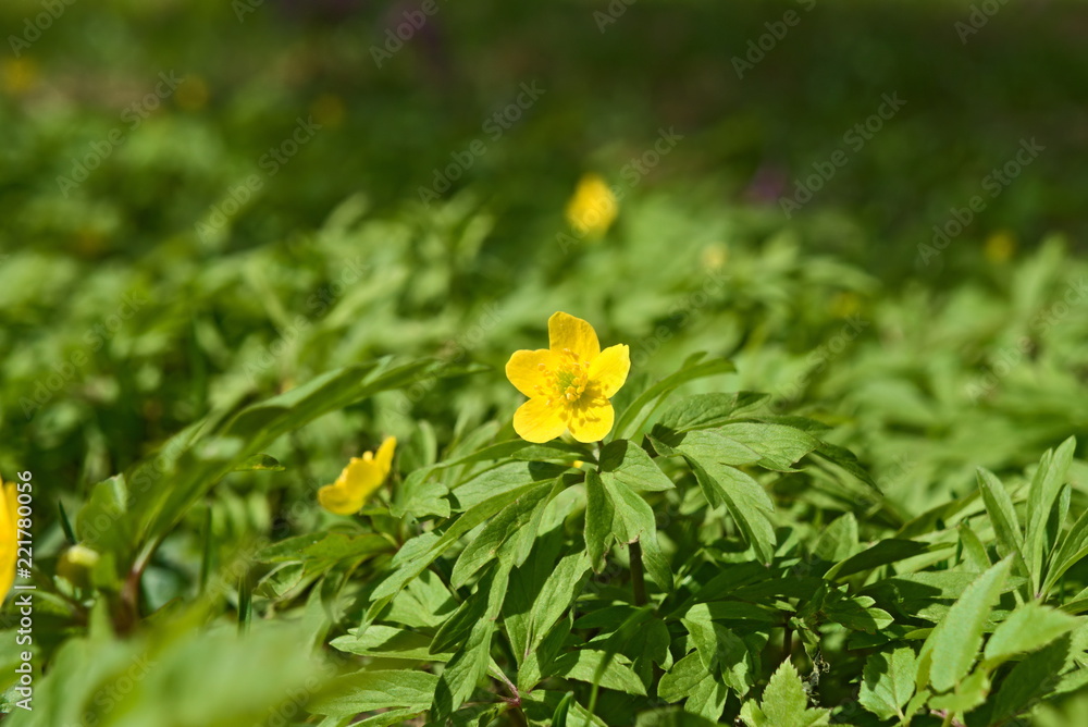 Yellow early flowers Anemone ranunculoides. Yellow early flowers Anemone ranunculoides.