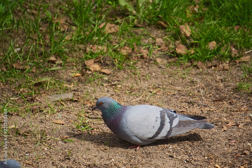 Fototapeta premium The city pigeon walks the earth.