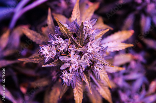 Close up of cannabis bud