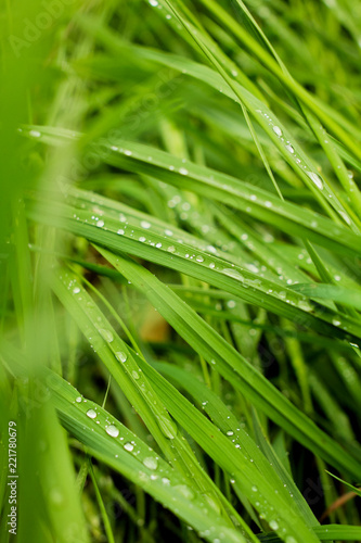 Drops on leaves close up