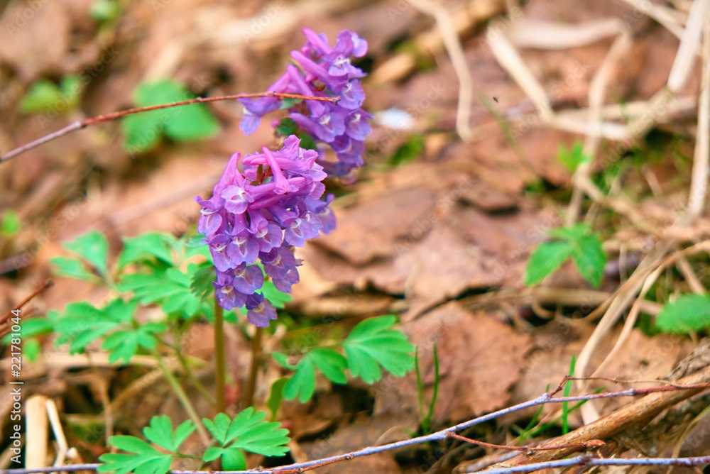 Corydalis flower close-up. Corydalis flower close-up.