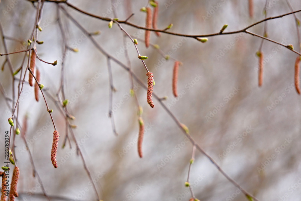 Branches of birch with earrings in spring. Branches of birch with earrings in spring.