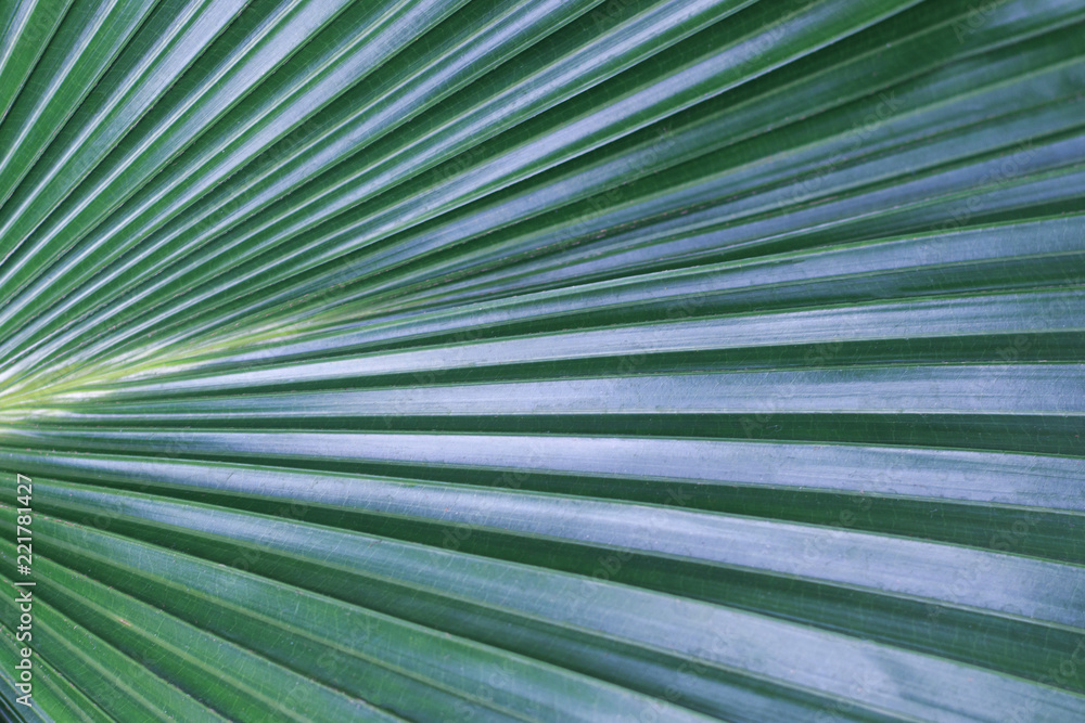 Obraz premium Green tropical leaf close-up, texture, background 