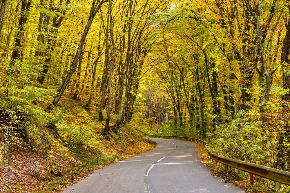 Fototapeta premium Forest road in the autumn