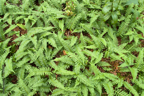 Fern direct above shot