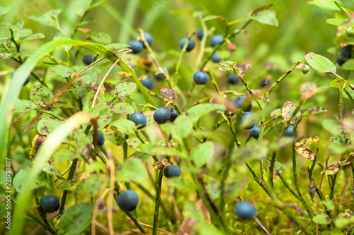 Blueberry close up