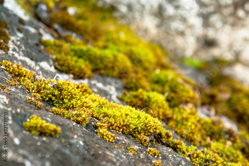 Moss on rock close up