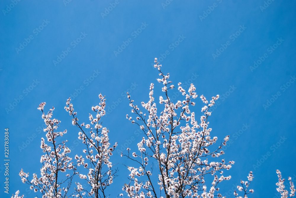 Apricot flowers on a blue sky background.