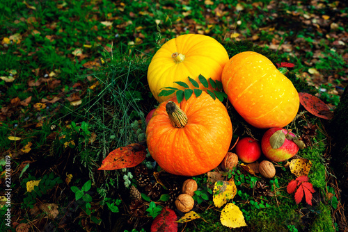 bright orange pumpkins with red apples  walnuts  cones in the autumn forest on green moss  on an old stump from birch